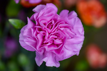 Pink Carnation Flower, Close-Up