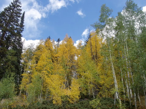 Autumn Aspens Along North Tenmile Creek