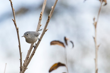 Blue-gray Gnatcatcher