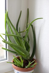 Aloe Vera plants in a pot indoors