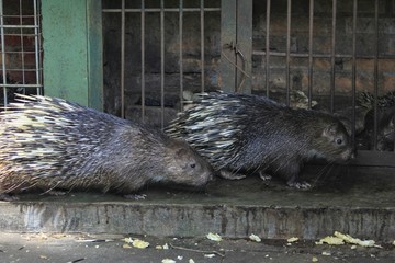 Porcupine (Hystrix javanica) mammal known to have a defense system from threats by raising thorns on its body