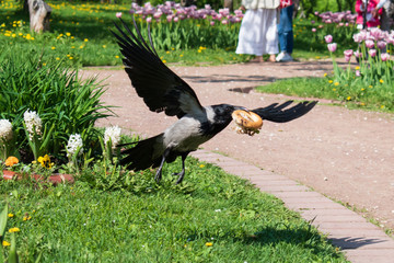 Grey crow found some food and flies away
