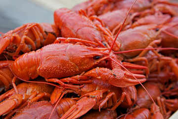 boiled red crayfish, a large dish, close-up
