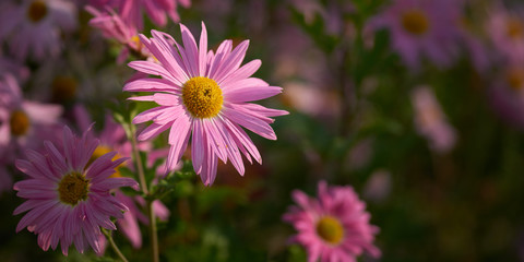 Fototapeta premium Panoramic backdrop with a chrysanthemum flower.