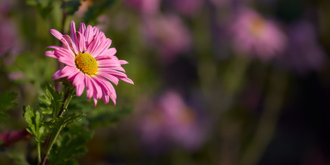 Backdrop with a chrysanthemum flower. Low depth of field.