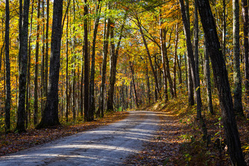 Gravel Road in Autumn