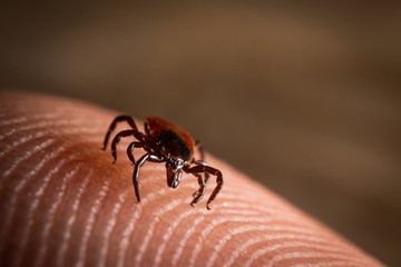 Deer Tick on Skin