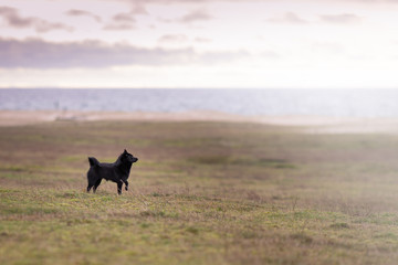 dog against the world