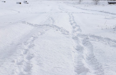 Obraz premium Human footprints in the fresh snow. Traces of people intersect. Beautiful sunny day, fresh snow.