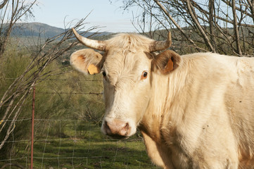 Blond cow with an astonished face in oak meadow in Andalusia