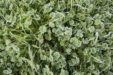 Grass covered with ice crystals in the winter mornings with temperatures below zero in the meadows of the pasture of Andalusia