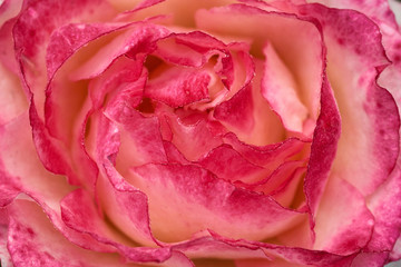 Close up view of the garden rose. Low depth of field. Soft focus.