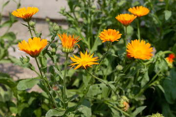 Blooming calendula vulgaris grows on a garden bed. Sunny summer day in the countryside.
