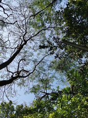 tree in spring
