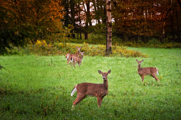 Obraz premium Four deer in meadow with woods behind them in Northern PA