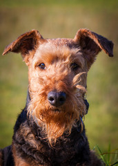 Airedale Terrier in the Grass