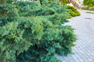 Green thuja bush. Decoration, evergreen.