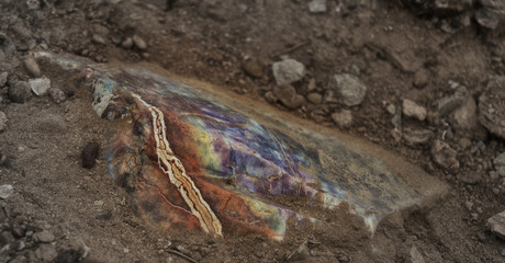 Rainbow Arizona petrified wood