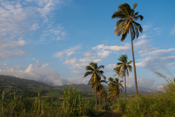 Fototapeta na wymiar Coconut tree path