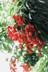 Bunch of red and ripe lychees on blurred background