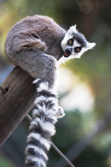 Lemur 