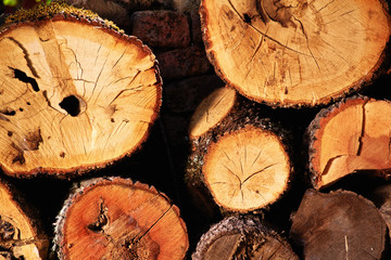 Naklejka premium Freshly cut and stacked tree logs