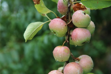 Shiny delicious apples hanging from a tree branch in an apple orchard . Red ripe apple in the dew after rain on tree soft-focus in the background. Red delicious apple with water drops.
