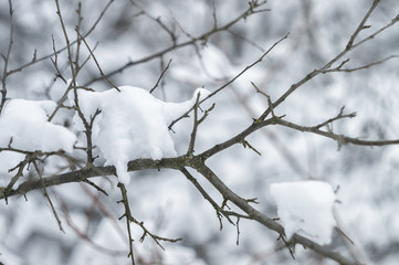 Wild beauty of the winter nature of rural Russian remote places. Bushes shrubs and tree branches in the snow