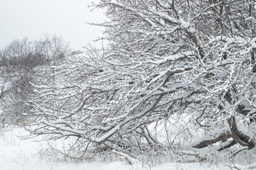 Wild beauty of the winter nature of rural Russian remote places. Bushes shrubs and tree branches in the snow