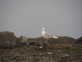 Portrait of a seagull on the Wilczek peninsula. Europe, Svalbard, Hornsund.