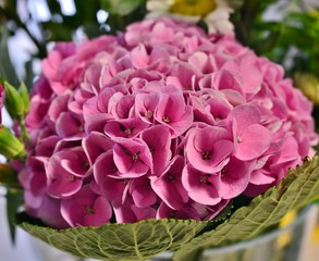 hydrangea wrapped in leaf