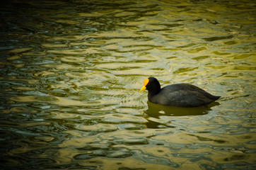 Goose duck in pond