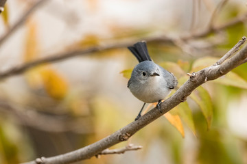 Blue-gray Gnatcatcher