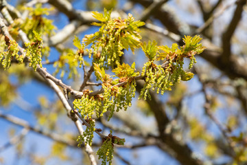 Flowers and leaves of an oak during spring