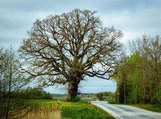 Obraz premium An oak tree without leaves stands grand close to a winding country road in the farmlands of southern Sweden. Rural area.