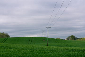 Poles with electricty in old style stands in a line in the middle of a green farmland field in southern Sweden during springtime. Crops are growing.