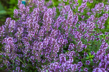 Beautiful background with pink flowering thyme