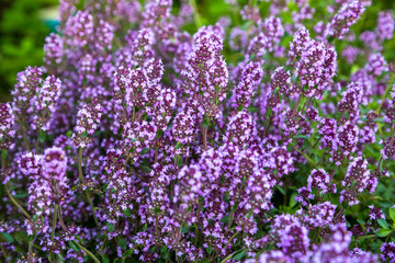  Garden thyme, English thyme, Common thyme (Thymus vulgaris), blooming 
