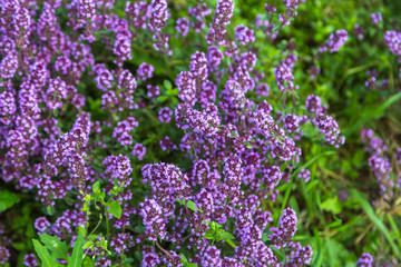 Obraz premium Garden thyme, English thyme, Common thyme (Thymus vulgaris), blooming 