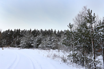 Frosty day in the snow coniferous forest. The first winter snow. Wonderful winter wallpapers. Christmas holiday concept. Happy New Year! Discover the beauty of the earth.