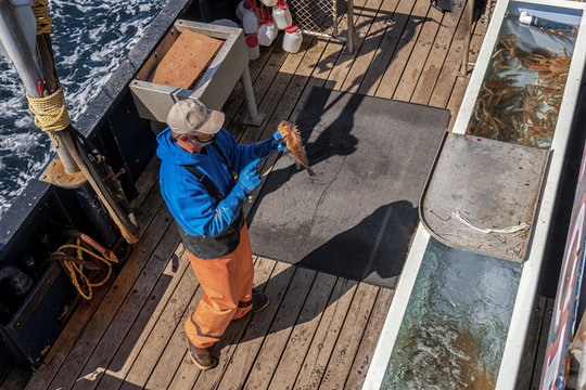 Fisherman with fish in the hands on a commercial fishing boat. A lot of seafood in the pool onboard