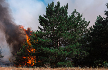  wildfire, burning pine forest .
