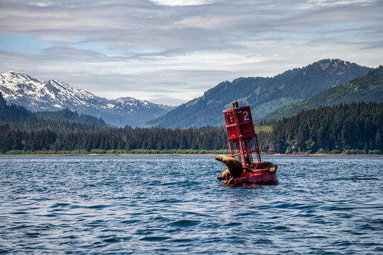 A seal laying on the floating buoy in the Bering sea with the snowy mountains in the background. Sea lions are relaxing with amazing view on a forest