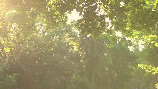 Beautiful natural sunny video background. Blurry green foliage of spring or summer trees and flying poplar pollen and insects in air. Shoot at sunset time. Slow motion full hd footage.