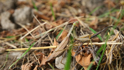 European mantis religiosa sitting on grass . European Mantis clinging to a stalk of grass . The green grasshopper looks at the camera.