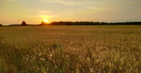 sunset over wheat field