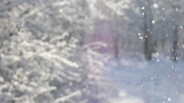 The Winter Forest. Snowfall. Background Is Blurred 