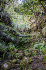 Dripping wet walls beside the hiking trail on the Levada Caldeirao Verde near Santana on the island of Madeira, Portugal.