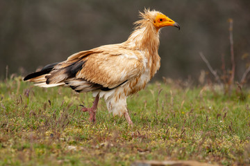 Egyptian vulture (Neophron percnopterus) long thin beak vulture.