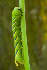 Caterpillar of the sphinx of the skull, Acherontia atropos, climbing the stem of its nutritious plant.